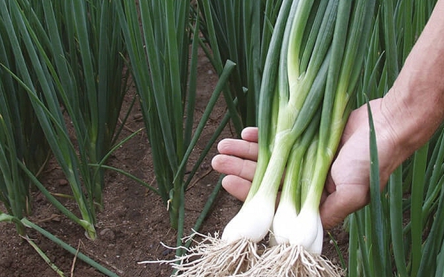 Lời khuyên đến những gia đình đang trồng hành