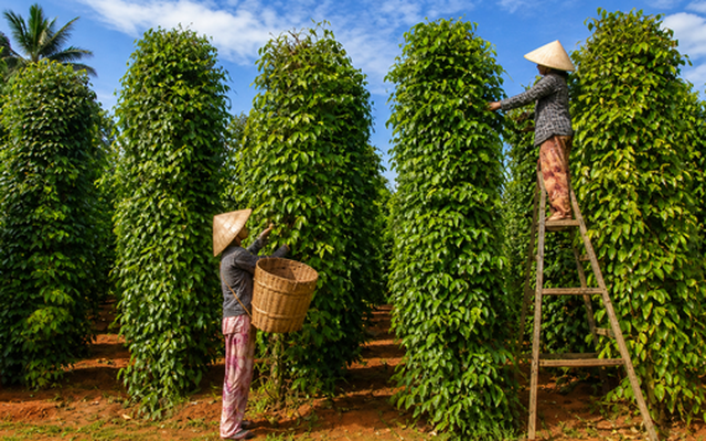 Tin vui cho nông sản Việt: Một mặt hàng gia vị Việt đang được Mỹ chi đậm gom mua, mang về hơn 600 triệu USD chỉ sau 4 tháng