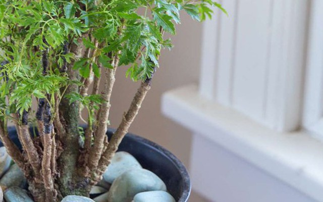 6 lý do vì sao bạn nên trồng 1 cây đinh lăng trong nhà