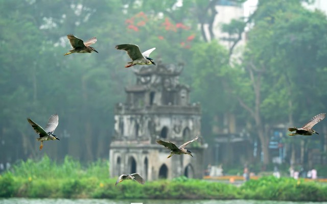 Cảnh tượng ngay tại Hồ Gươm, Hà Nội khiến nhiều người phải thốt lên: Không tin vào mắt mình!