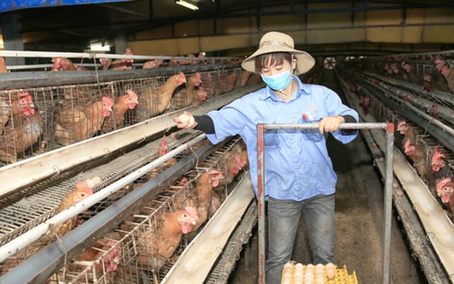 Xây dựng hệ sinh thái chăn nuôi xanh: Tăng sức cạnh tranh để phát triển bền vững