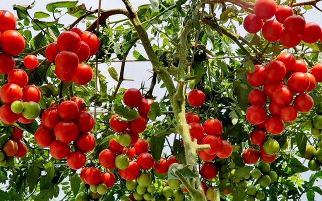 Lời khuyên đến những gia đình đang trồng cây cà chua