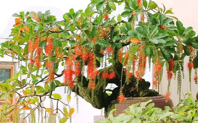 4 cây nhà giàu thích trồng
