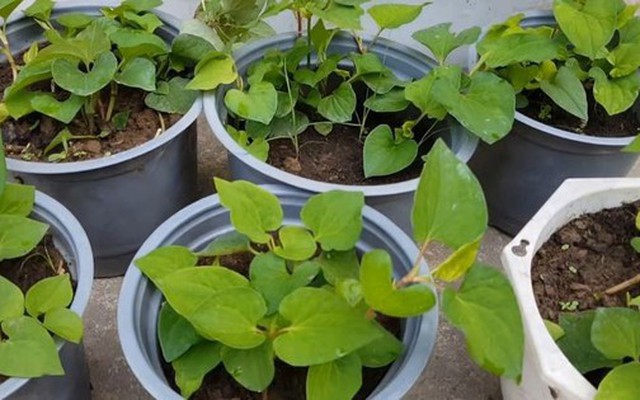 5 lý do vì sao nên trồng 1 chậu rau diếp cá trong nhà