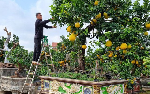 5 lý do vì sao nên trồng 1 cây bưởi trong nhà