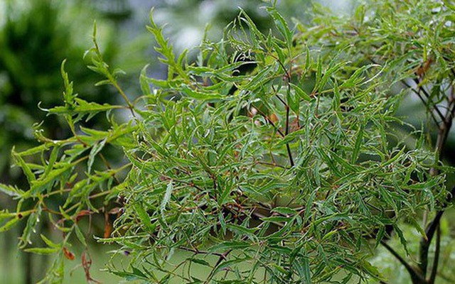 3 lý do bạn nên trồng một cây đinh lăng trong nhà