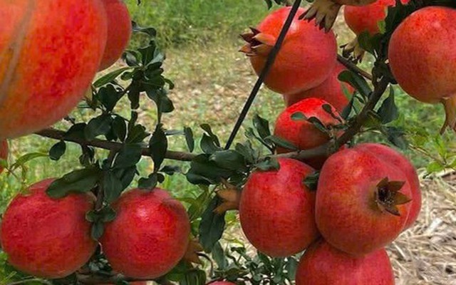 Tin vui cho 'tín đồ' trái cây ngoại: 2 loại quả nổi tiếng của Ấn Độ sắp vào Việt Nam, hứa hẹn giá 'vừa túi tiền'