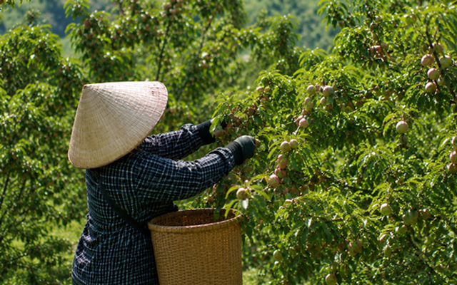 Loại quả bán đầy chợ Việt sang Mỹ thành hàng đắt đỏ: Có nơi giá chạm mốc 700.000 đồng/kg, ai cũng ngỡ ngàng