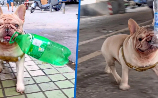 Chú chó đang gây sốt vì kiếm được hàng trăm triệu chỉ nhờ nhặt ve chai