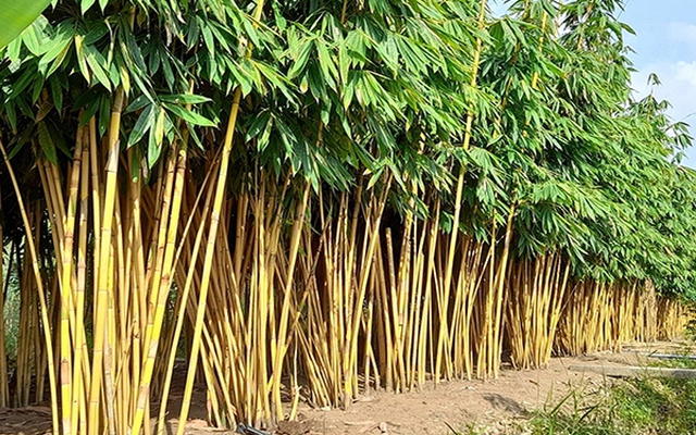Lời khuyên dành cho những gia đình đang trồng cây tre
