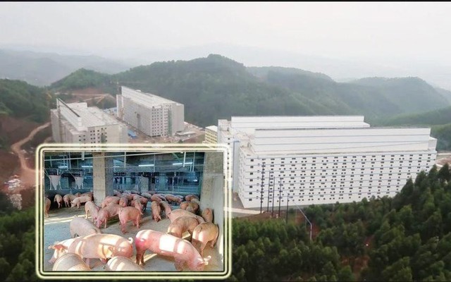 Hà Nội phản hồi đề xuất xây “chung cư” để nuôi lợn
