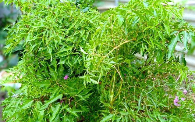 Ít ai ngờ loại cây quen thuộc với người Việt lại có hoạt chất tương tự nhân sâm