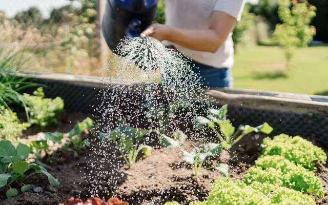 Chuyên gia tiết lộ thời điểm tưới cây tốt nhất lúc này - không phải sáng sớm