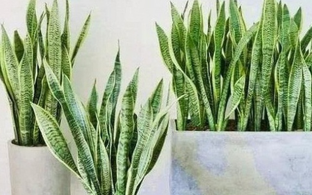 4 lời khuyên dành cho các gia đình đang trồng cây lưỡi hổ