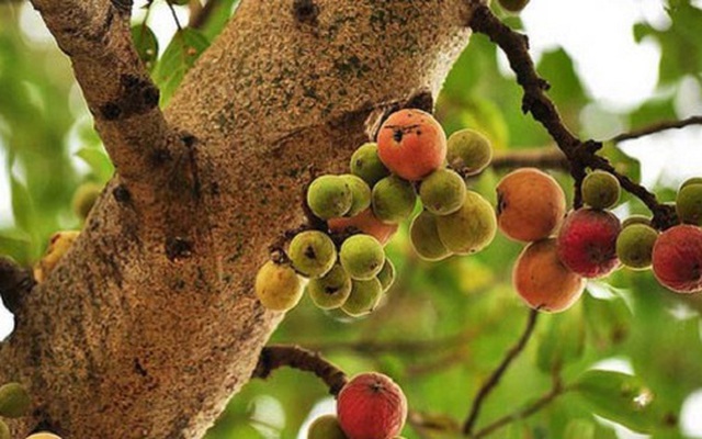 "Cây lành đón lộc": 6 loại cây nên có trong nhà