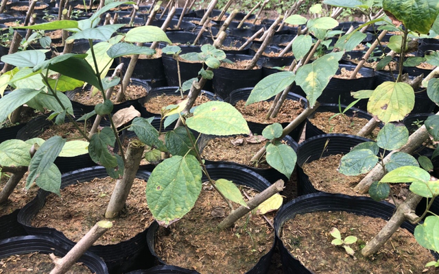 Loại cây mọc dại ở Việt Nam đang được săn lùng: Các nhà khoa học đã tìm ra tác dụng quý