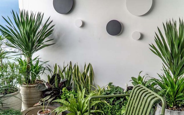 2 hướng trồng cây trong nhà: Trồng đúng sẽ có đủ tài lộc, sức khỏe