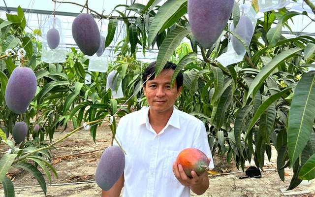 Giống xoài đắt đỏ bậc nhất thế giới 1,7 triệu/1 quả: Trồng thành công tại Việt Nam