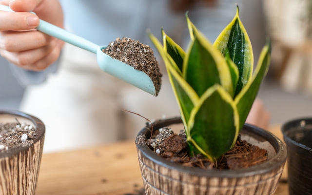 5 điều nhất định phải biết trước khi trồng cây lưỡi hổ trong nhà: Điều cuối cùng đặc biệt quan trọng