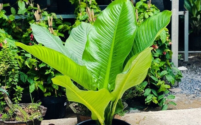 5 lợi ích khi trồng cây đại phú gia