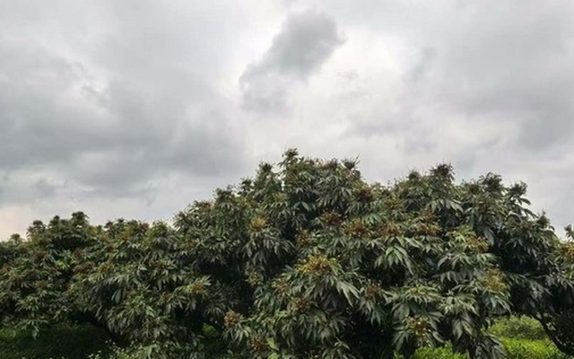 Trung Quốc lo mất trắng loại quả Việt Nam đang vào mùa: Sản lượng giảm đến 80%, giá cao chót vót