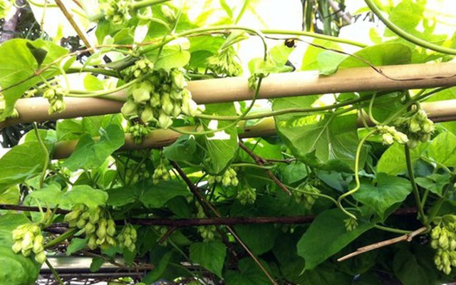 3 lý do vì sao bạn nên trồng cây thiên lý trước nhà