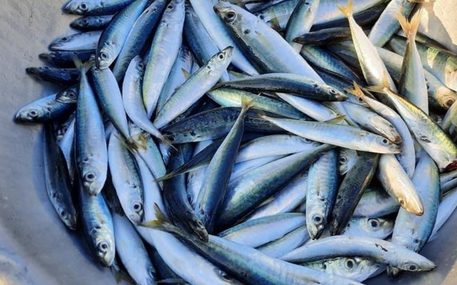 Bác sĩ tiết lộ 5 loại cá bình dân giàu omega-3 không thua cá hồi: Chợ Việt có tất cả