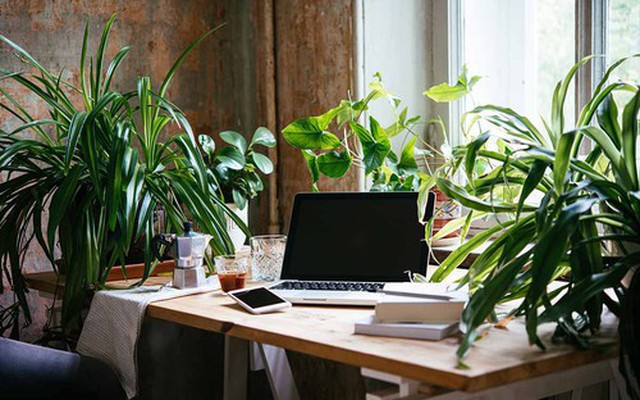 Đặt cây xanh trên bàn làm việc: 4 điều ai cũng nên biết