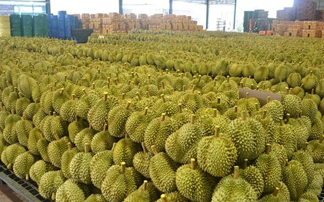 Thái Lan bất ngờ tìm được cứu tinh cho sầu riêng: Doanh số tăng gấp 10 lần chỉ trong 3 tháng, đơn hàng trái cây tăng 134%