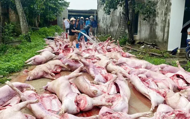 Sét đánh mất điện, hơn 550 con lợn chết ngạt làm thiệt hại 5,5 tỷ đồng