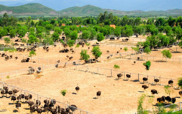 Bỏ nghề kỹ sư về quê nuôi con chim khổng lồ không biết bay, anh nông dân xây trang trại doanh thu tiền tỷ