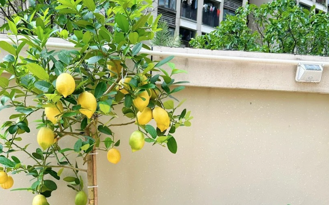 Gia đình khá giả thường trồng 3 loại cây ăn quả này: Biểu tượng của sung túc, "vàng bạc đầy nhà"