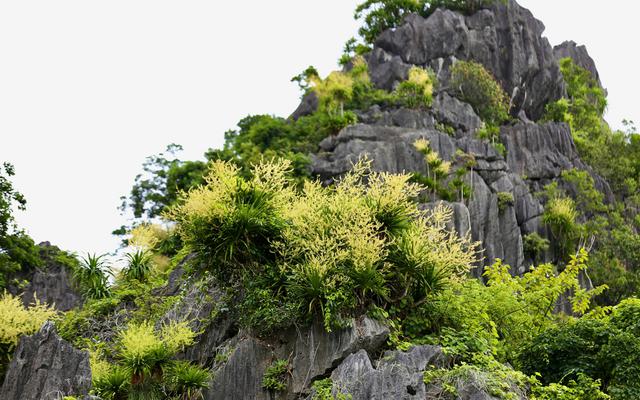 Ngắm vách đá triệu năm của vịnh Hạ Long 'nở hoa' tuyệt đẹp