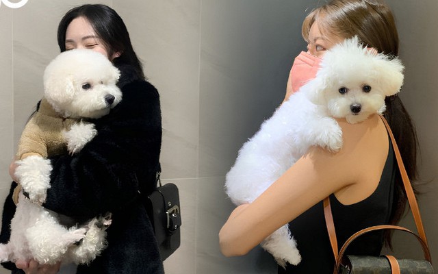 Chi 5 triệu/tháng nuôi 2 em cún, thuê nhà 7 triệu cho chúng nó chạy nhảy: 30 tuổi nhận ra không phải cứ "bớt đi" là tốt