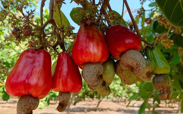 Campuchia quyết tâm làm giàu từ loại ‘sản vật’ Việt Nam đang dẫn đầu thế giới: Vừa thu về hơn 1,4 tỷ USD, diện tích trồng hơn 500.000 ha