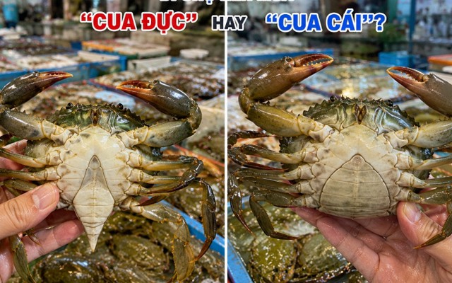 Đi chợ nên mua "cua đực" hay "cua cái"?
