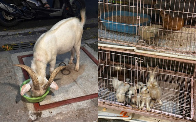 Từng được ví như ‘thảo cầm viên thu nhỏ’, quán cà phê nay hứng bão 1 sao, khu nuôi nhốt ám ảnh người nhìn