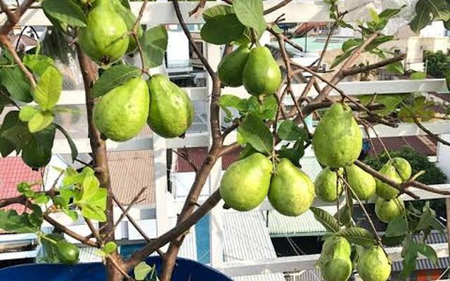 4 lý do vì sao nên trồng một cây ổi trong sân nhà