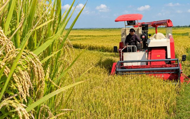 Giống lúa Việt Nam gây kinh ngạc ở Cuba: Chỉ bón 1/3 phân, năng suất gấp 3 lần