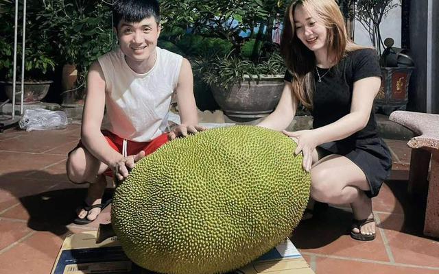 Xuất hiện quả mít 50kg ở Bắc Ninh, mỗi năm chỉ ra 1-2 quả, hương vị gây tò mò