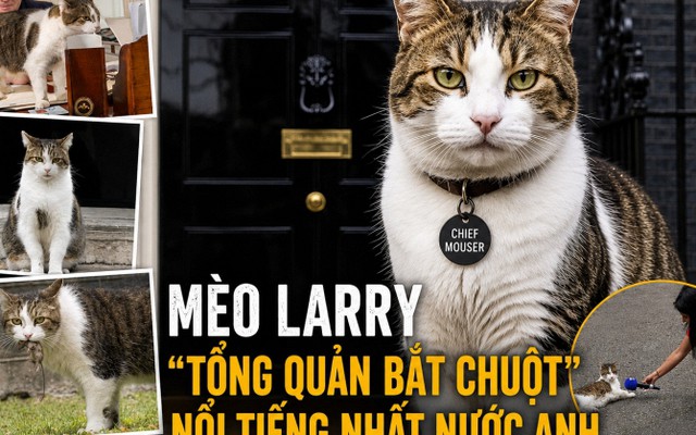 Mèo Larry - ‘công chức’ nổi tiếng nhất nước Anh: 15 năm ở số 10 Downing, qua 7 đời Thủ tướng, được chuẩn bị tang lễ mật danh ‘Larry Bridges’