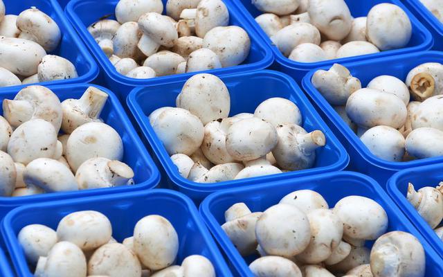Phát minh của Trung Quốc làm rung chuyển ngành thực phẩm: Tạo nguồn protein từ nấm biến đổi gen, vị giống thịt, sản xuất nhanh hơn 88%