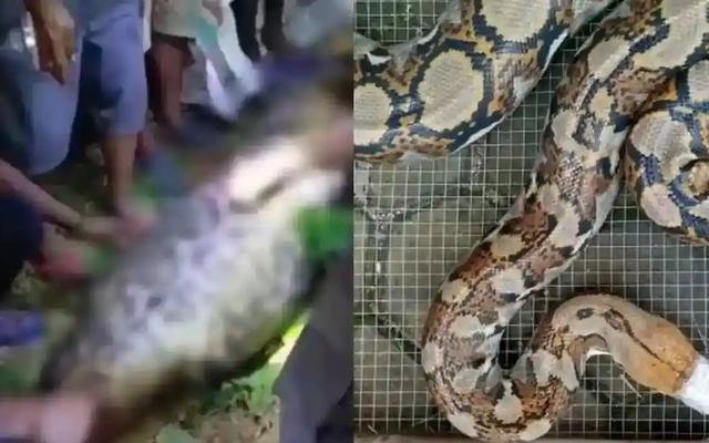 Bi kịch kinh hoàng tại Indonesia: Người đàn ông bị con trăn gấm nuốt chửng trên đường về nhà