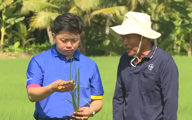 El Nino gây sức ép lên sản xuất lúa, chuyên gia khuyến cáo bảo vệ cây ngay từ đầu vụ