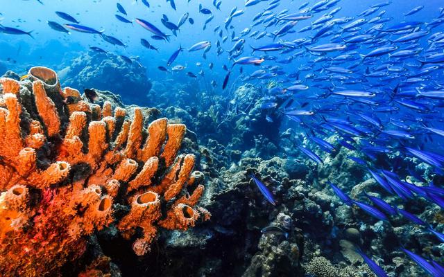 Từ "kho báu" dưới biển, nhà khoa học Việt phát hiện 23 hợp chất mới chưa từng công bố trên thế giới