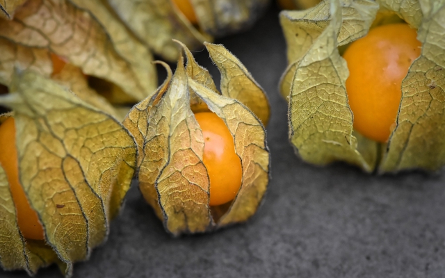 Loại quả dại mọc đầy bờ ruộng ở Việt Nam, sang châu Âu bán tới 700.000 đồng/kg vì quá bổ dưỡng