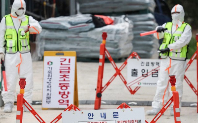Hàn Quốc báo động: Dịch bệnh lở mồm long móng xuất hiện sau 11 năm, kích hoạt ứng phó khẩn cấp