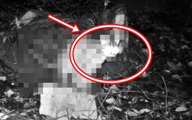 Đặt camera bắt trộm gà, chủ nhà chết lặng thấy sinh vật lạ và đồng bọn quay lại: Lập tức gọi chuyên gia!