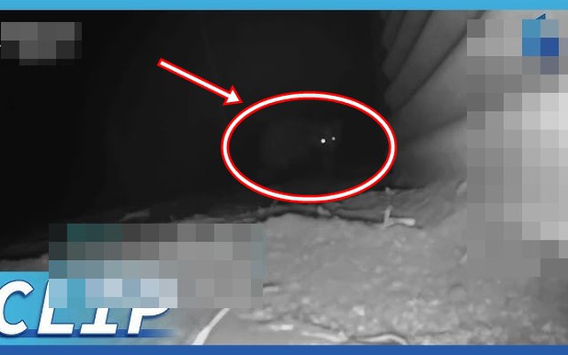15 con gà biến mất sau 1 đêm, chủ nhà chết lặng khi thấy 3 sinh vật lạ trốn dưới đất: Liền gọi chuyên gia