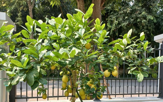 5 lý do nhất định phải trồng một cây chanh trong nhà